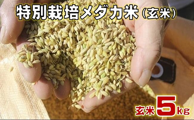 
            特別 栽培 メダカ 玄米 5kg 米 お米 国産米 一人暮らし 家族 ミネラル 豊富 期間限定 季節限定 ふるさと納税 人気 ふるさと納税米 ふるさと納税玄米 ［1158］
          