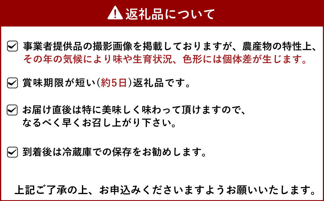 季節限定 新鮮朝摘みいちご「さがほのか」約1.5kg （250g×6パック）だいこく農園