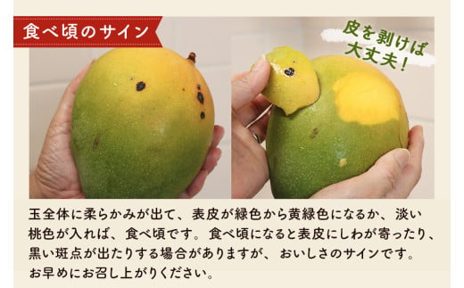 緑のキーツマンゴー2kg以上【2025年8~9月頃発送】生産者直