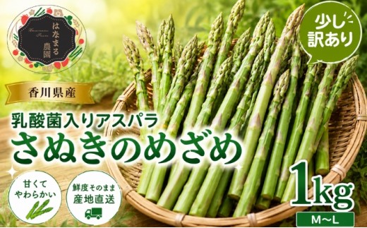 
                  アスパラガス アスパラ さぬきのめざめ セミロング 1kg 30cm前後 MからL 訳あり 少し訳あり サイズ混合 不揃い 曲がり 穂先 二等品 食品ロス 家庭用 自宅用 冷蔵 野菜 お取り寄せ 乳酸菌 はなまる農園 香川県 東かがわ市 46311889
                