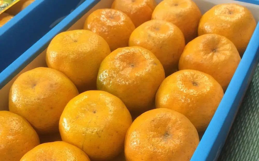 2026年 屋久島産 ぽんかん 約5kg・Lサイズ＜先行予約／数量限定＞
