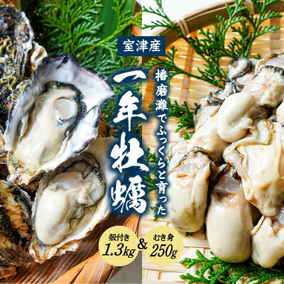 【ふるさと納税】H-12【12月〜3月限定】 室津産 殻付き牡蠣 1.3kg + むき身 250g