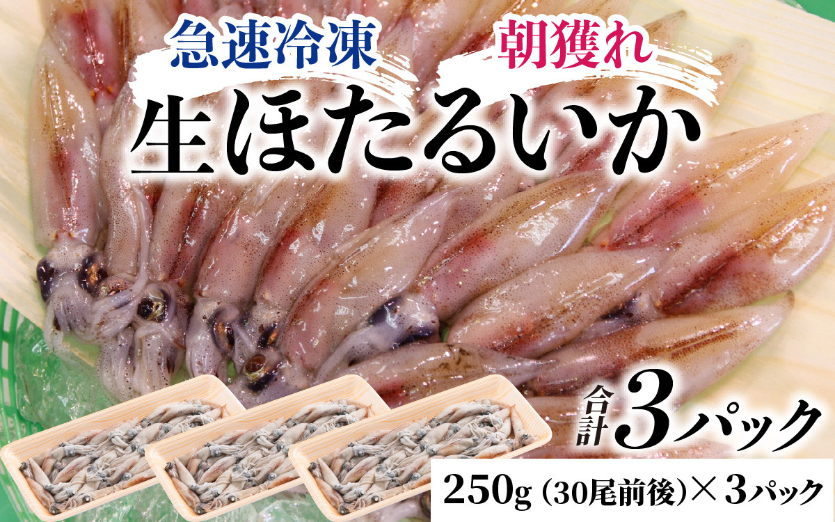 
生 ホタルイカ 急速冷凍 【 急速冷凍 生 イカ刺身 朝とれ ほたるいか 蛍烏賊 いか イカ 烏賊 海鮮 小分け 3パック グルメ おつまみ 肴 カネツル砂子商店】
