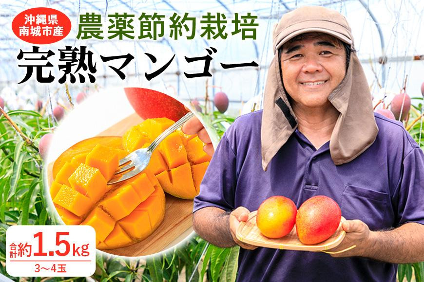 
【2024年発送】沖縄県南城市産「完熟マンゴー」約1.5kg（3～4玉）◆ギフト／家庭用◆ 農家直送 農薬節約栽培
