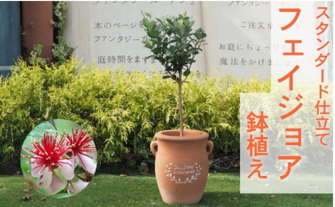 
フェイジョア 鉢植え（つぼ型鉢）

