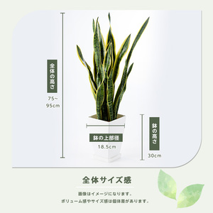 2026年3月上旬～発送【観葉植物】サンスベリア・ローレンティー 75cm～95cm Green Base IB003-003 観葉植物 ※北海道・沖縄・離島配送不可