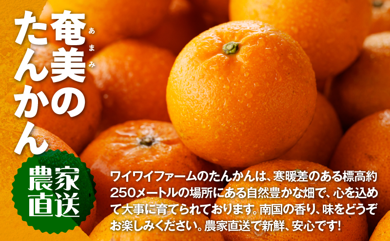 【2027年先行予約】農家直送 奄美たんかん 良品（家庭用）4kg　A067-001