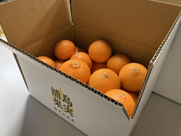 訳あり 愛果28号 5kg サイズミックス 【2025年12月以降発送】みかん 愛媛 数量限定 先行予約 柑橘 伊予市｜B220