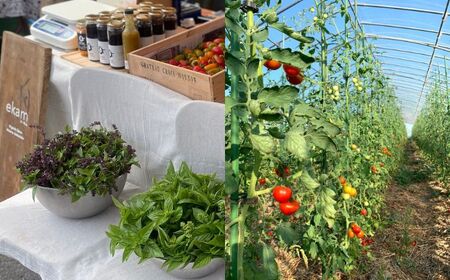 【年4回定期便】 季節の有機野菜セット 2～3人分  [AXBV009]  北海道 詰め合わせ