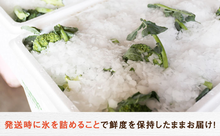 ブロッコリー ブロッコリ 北海道産 新鮮 野菜 旬の野菜  先行予約 北海道
