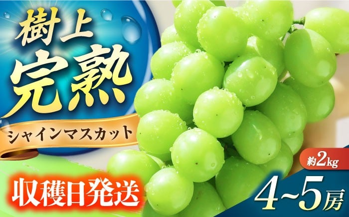 
                  シャインマスカット【2026予約 2026年9月～10月頃発送】ご家庭用シャインマスカット2kg前後（4～5房） 長与町/果豊園 [ECL012] しゃいんますかっと シャインマスカット 先行予約 大粒 果物 くだもの フルーツ 
                