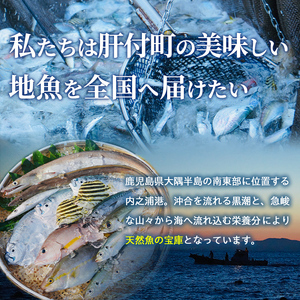 【A78004】漁師厳選！ロコフィッシュ(地魚) 下処理済 鮮魚 ボックス(約4～5kg)地魚 魚 お魚 冷蔵 生もの 加工品 未利用魚 低利用魚 焼き魚 焼魚 刺し身 刺身 煮魚 届くまでのお楽しみ