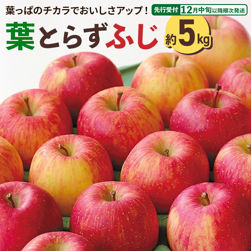 【ふるさと納税】＜先行受付 12月中旬以降順次発送＞横手産 葉とらずふじ 約5kg