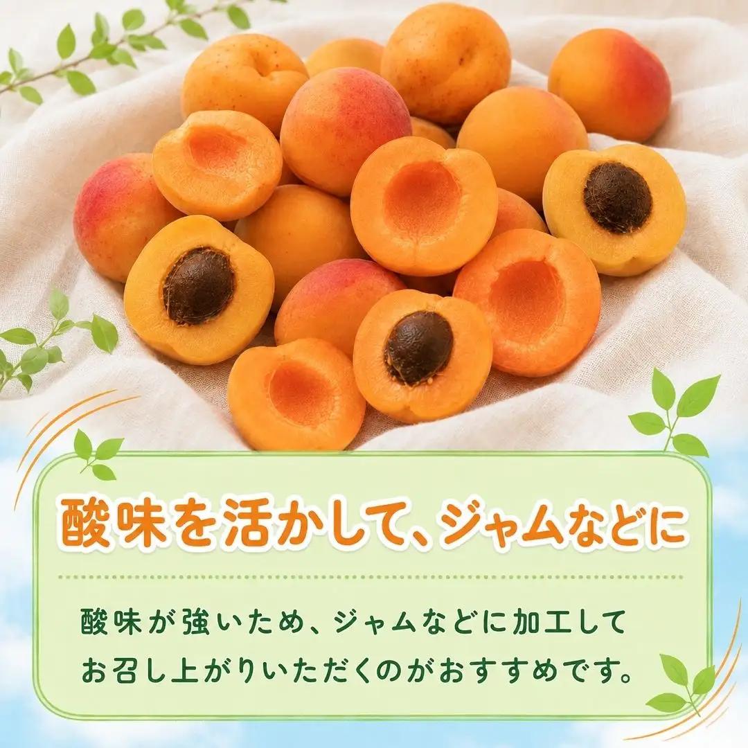 【2027年先行予約】あんず 園主おまかせ セット 計約4kgバラ詰 |あんず 昭和 信州大実 さつき 千曲市産 長野県 信州