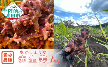 希少品種 赤生姜 約1kg 料理 野菜 薬味 ショウガ