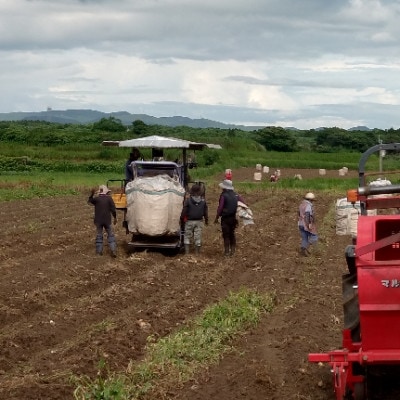 【のし付き・御歳暮】枕崎の定番焼酎【黒白波】900ml×3本セット A6-97S【1682577】