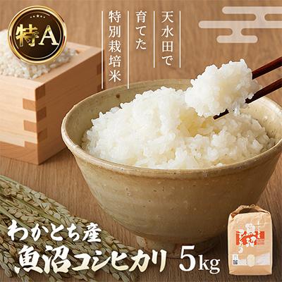 ふるさと納税 小千谷市 わかとち産魚沼コシヒカリ 特別栽培米 5kg