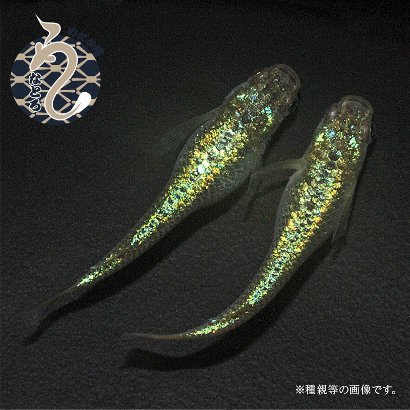 クレパトシアン