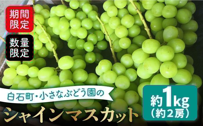 
            【期間限定・数量限定！】小さなぶどう園のこだわりシャインマスカット 約1kg（約2房）【かわさき葡萄園】 [IBF001]
          