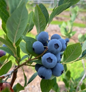 山梨県産（明野産）冷凍　ブルーベリー1,000g　ブルーベリー 冷凍 1000g 無農薬 期間限定 数量限定 フルーツ くだもの 冷凍フルーツ 新鮮 ジュース ジャム お菓子 山梨県 北杜市 明野町