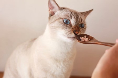 a35-013　ねこのかつおくん30パックセット