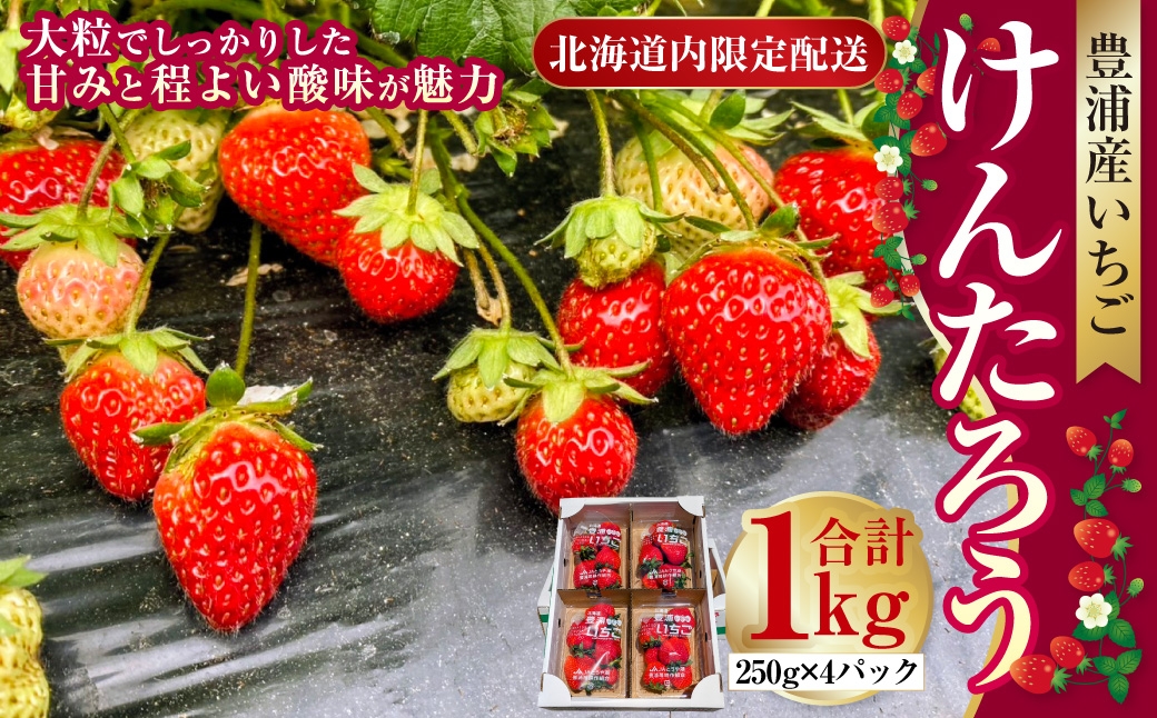 【2027年5月上旬～6月上旬発送予定】【北海道内限定配送】いちご「けんたろう」250g×4パック