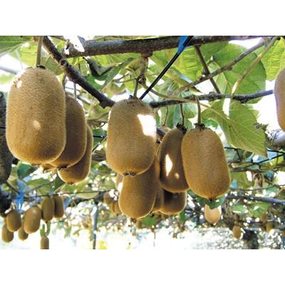 ふるさと納税 土庄町 【小豆島】香川オリジナルキウイフルーツ「香緑(こうりょく)」約3kg |  | 02