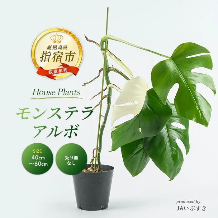 2026年4月上旬～発送【観葉植物】モンステラ・アルボ 40cm～60cm(JAいぶすき/IB165-017) 観葉植物 植物 グリーン 鉢 おしゃれ 大型 インテリア 室内 開店祝い 新築祝い 引越し祝い オフィス ギフト マイナスイオン モンステラ 斑入り  観葉植物 ※北海道・沖縄・離島配送不可