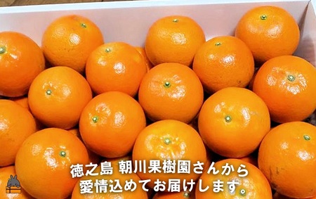 《先行予約》～世界自然遺産の島から～朝川果樹園さんのたんかん（10kg）　( タンカン フルーツ みかん 果物 柑橘 甘い 徳之島 奄美 鹿児島 もぎたて フレッシュ 世界自然遺産 フルーツアイランド