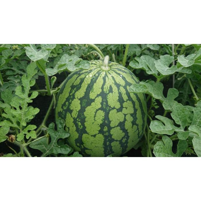 【ふるさと納税】【2026年7月下旬頃から発送予定】【夏季限定】井口農場産　八色原スイカ　大玉1玉【西瓜 すいか スイカ 南魚沼市 夏季限定 フルーツ ギフト 贈答用 大玉スイカ 新潟県 果物 甘い みずみずしい 農産物 季節の果物】