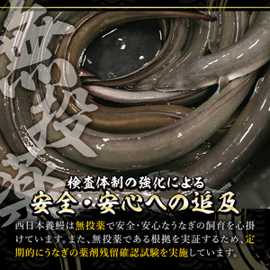 鹿児島県産うなぎ蒲焼 (1尾あたり136g～155g×2尾、タレ・山椒付き) 鰻 ウナギ うな重 ひつまぶし かばやき 九州産 国産 冷凍 【西日本養鰻】A582