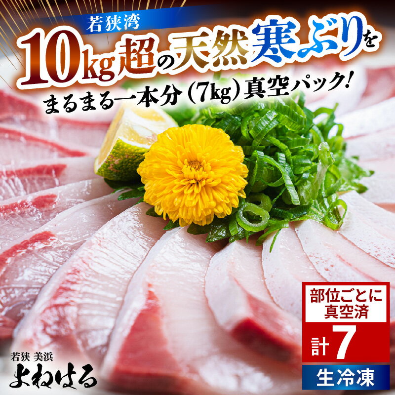 【ふるさと納税】若狭湾の天然寒ぶり 1匹分 部位ごとに真空済（生冷凍）【冷凍 1本分 丸ごと1尾 部位ごと 真空パック フィレ 照り焼き ぶり大根 ぶりしゃぶ ぶり ブリ 鰤 ブリトロ ぶりとろ 刺身 切り身 海鮮丼 日向 福井 美浜 海鮮 魚介 冬の味覚 旬 プレゼント】
