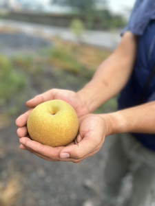 【先行予約】岸田農園の完熟梨 あきづき【5kg,8-20玉入り】 | 梨 なし 秋月 果物 フルーツ 完熟 ジューシー 秋 旬 産地直送 期間限定 季節限定 季節商品 送料無料 国産 栃木県 芳賀町 