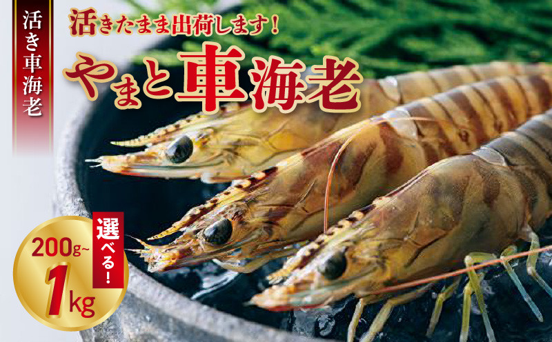 
            活き車海老「やまと車海老」200g ～ 1kg_S010
          