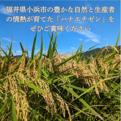 ふるさと納税 小浜市 令和7年産　新米ハナエチゼン10kg・白米 |  | 02