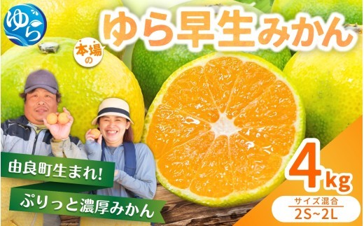 ゆら早生みかん 4kg / くだもの  果実  柑橘 果物 フルーツ 国産 和歌山県 由良町 ご家庭用 人気 おすすめ ※2026年10月中旬頃～10月下旬頃に順次発送予定【nktn003-r-4】