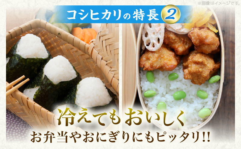 令和7年産 新米 コシヒカリ 計10kg お米 ご飯 ライス 国産 数量限定 期間限定 人気 食品 精米 白米 こしひかり 有洗米 おにぎり お弁当 炊き込みご飯 雑炊 ギフト プレゼント 贈り物 お