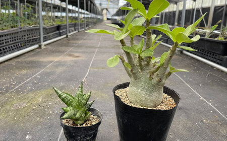 サンセベリア ボンセレンシスドワーフ ＆ アデニウム アラビカム 各1株 sansevieria boncellensis dwarf ＆ Adenium arabicum 長与町/アグリューム[EA