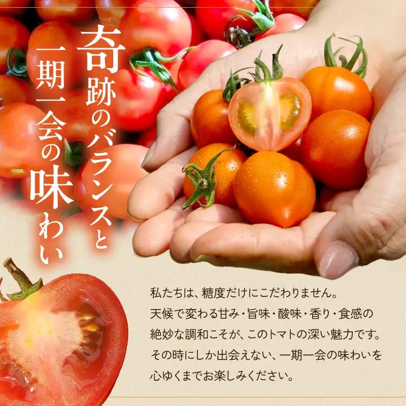トマト よしよし畑 中玉トマト トマト【800g～1kg】【定期便3ヶ月】