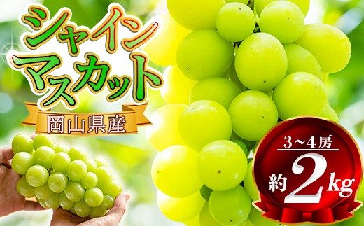 【2026年発送先行予約】 岡山県産 シャインマスカット 約2kg（3房～5房） 家庭用 訳あり  /  岡山 岡山県  人気 葡萄 ぶどう 果物 特選 フルーツ ぶどう 先行予約  2kg 特選  2.0 2キロ 2房 3房 4房  2026年9月～10月 受付順に発送予定