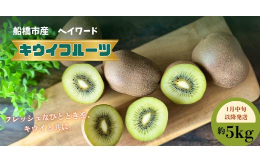 【1月中旬発送】キウイフルーツ ヘイワード キウイ 5kg 船橋市産 やまちょう園
