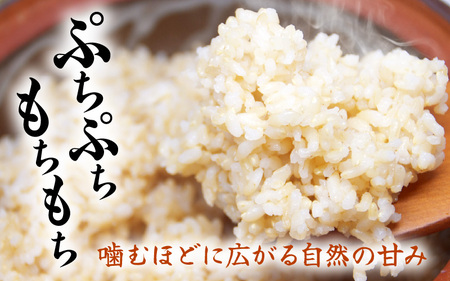 【令和7年産】定期便 ≪3ヶ月連続お届け≫長谷川農園の コシヒカリ 玄米 5kg × 3回 (計15kg) 【 こしひかり 5キロ 玄米 】 [m22-c003]