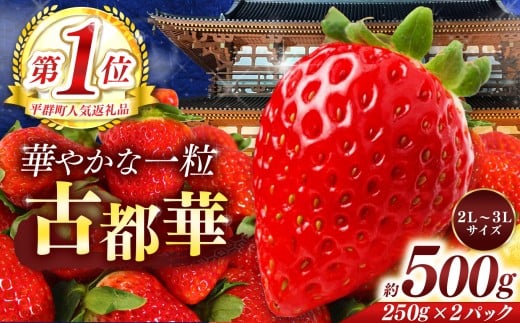 平群 の 古都華 約 500g （ 2パック ） 2L ～ 3L サイズ |  先行予約 フルーツ 果物 くだもの ブランド いちご 苺 古都華 ことか 甘い 大人気 満足 希少 希少品種 ストロベリー 美味しい 品種 特徴 糖度 ルビー色 2月 3月 4月 発送 旬 送料無料 濃厚 香り 果汁 味わい深い お取り寄せ 産地直送 へぐり果実堂 名産地 奈良県 平群 町