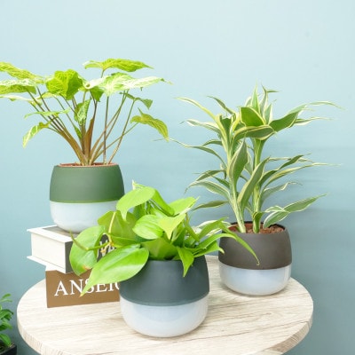 ハイミニビビアースカラー3個セット【オススメの観葉植物でお届け】