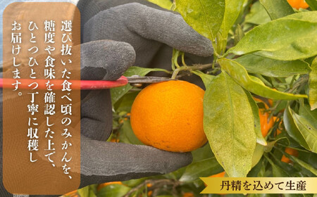 則村園産 有田みかん 約2.5kg