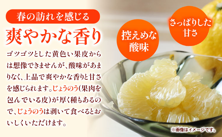 はるか 約 5kg サイズ混合 どの坂果樹園《3月上旬-5月下旬頃出荷》 和歌山県 日高川町 はるか 旬 柑橘 フルーツ 果物---wshg_dsk13_ab35_23_11000_5kg---