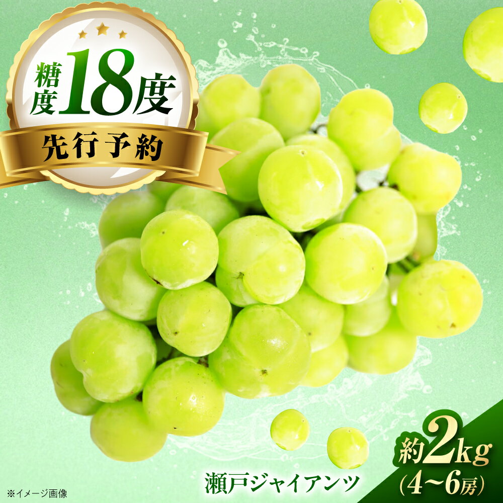 【ふるさと納税】【先行予約】瀬戸ジャイアンツ 約2kg1箱（4房〜6房）＜2026年8月下旬から発送＞/ 瀬戸ジャイアンツ ぶどう ブドウ 葡萄 マスカット ますかっと 愛媛県 愛媛 内子町 フルーツ 果物 送料無料 美味しい おすすめ 人気 【有限会社ふじブドウ園】[BKCW001]