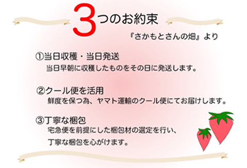 『先行予約』【令和7年3月より順次発送】濃厚苺 さちのか 250g×8パック(合計2kg) 濃厚いちご 苺 イチゴ 果物 フルーツ ビタミン