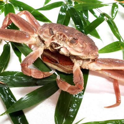 ふるさと納税 新温泉町 松葉ガニの本場　訳あり・生セコガニ(冷蔵)中サイズ　5枚　兵庫県新温泉町　 |  | 02