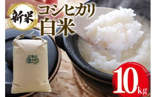 【令和7年産】 お米 ( コシヒカリ) 白米 10kg お米 白米 米 おこめ ブランド米 こしひかり 10キロ 国産 単一原料米 コメ こめ ご飯 銘柄米 茨城県産 茨城 産直 産地直送 農家直送 お取り寄せ ごはん 冷めても美味しい 甘み 家庭用 贈答用 茨城県 石岡市 (B01-004)